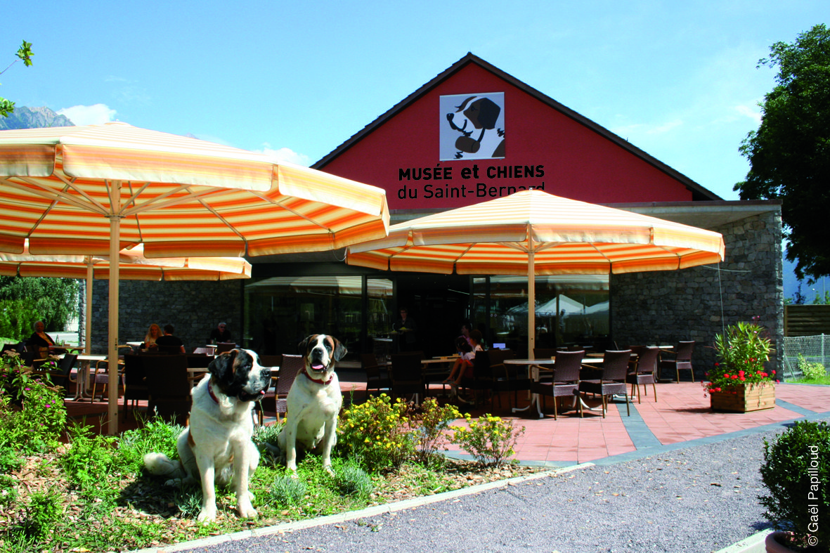 Barryland, Musée et Chiens du Saint-Bernard