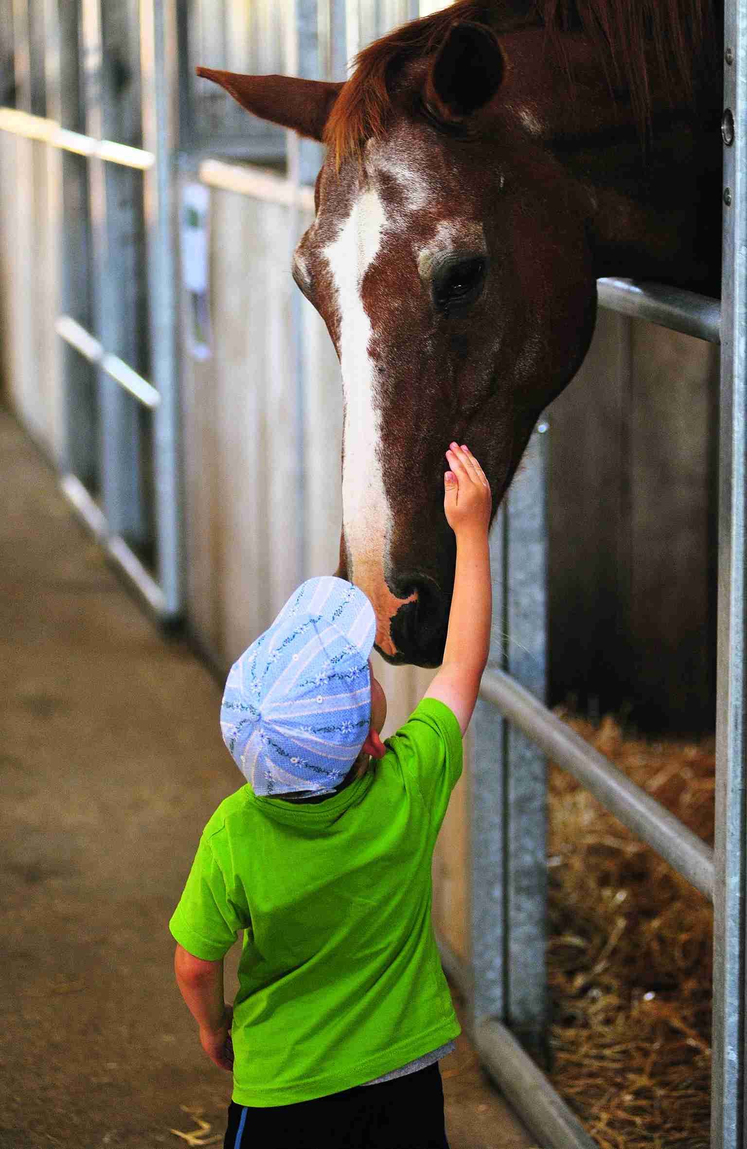 Fondation pour le cheval